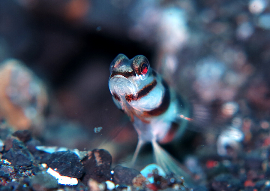 Ikan goby yang setia melindungi sarangnya | Foto : Wisuda