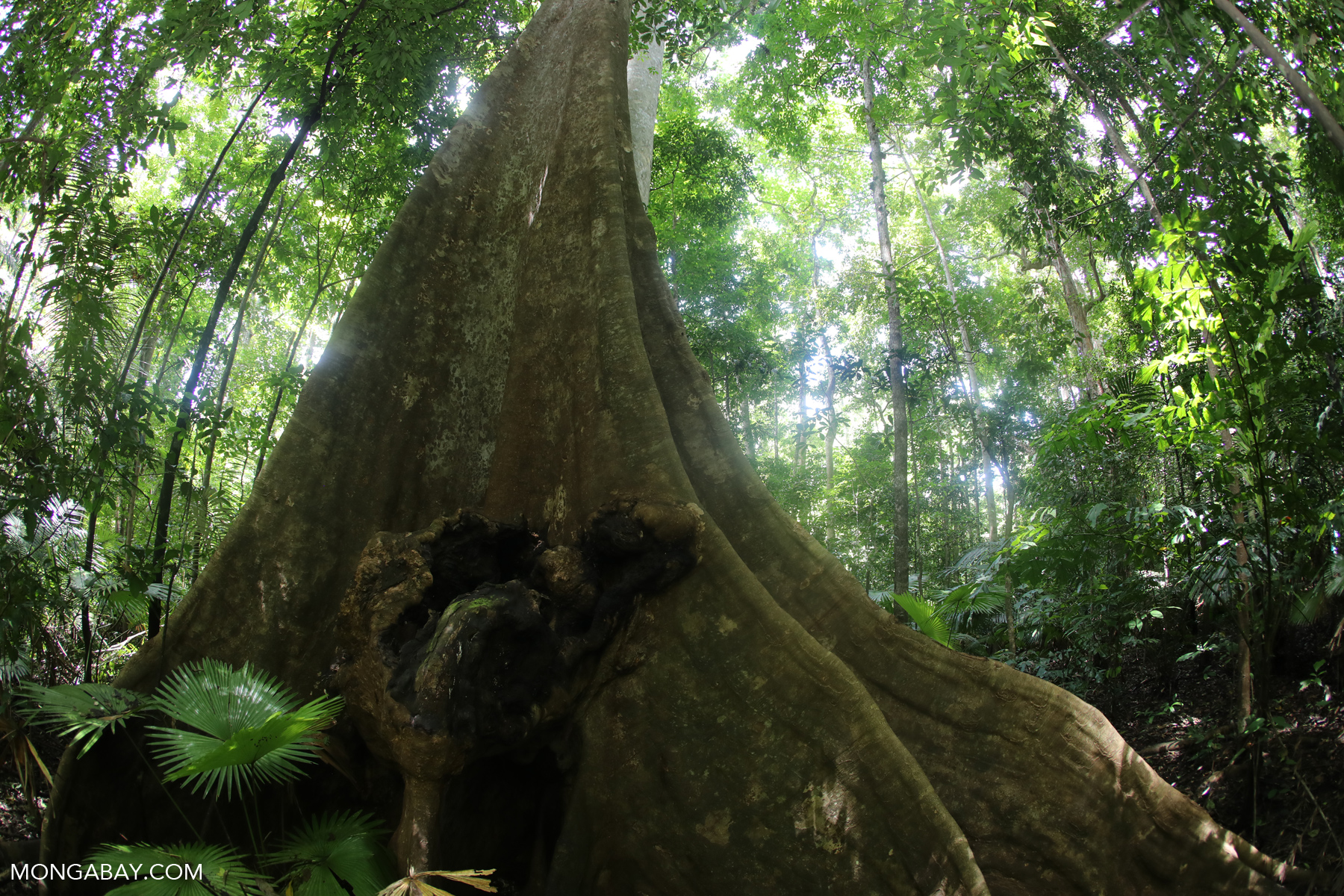 Pohon besar yang terdapat di hutan Tangkoko, Sulawesi Utara. Pohon berpostur kekar merupakan rumah yang ideal bagi kangkareng dan jenis rangkong lainnya | Foto: Rhett Butler