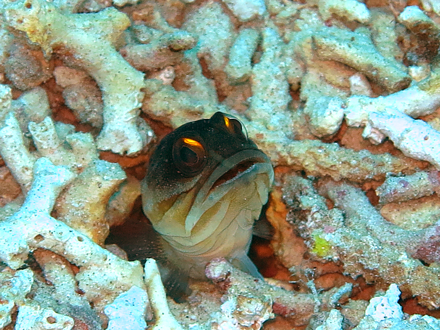 Jawfish merupakan jenis ikan yang sangat melindungi sarangnya dari satwa lain | Foto : Wisuda