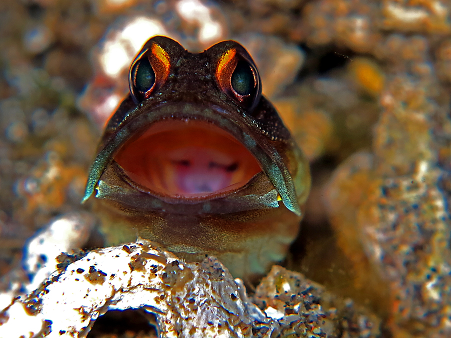 Ikan jawfish | Foto : Wisuda