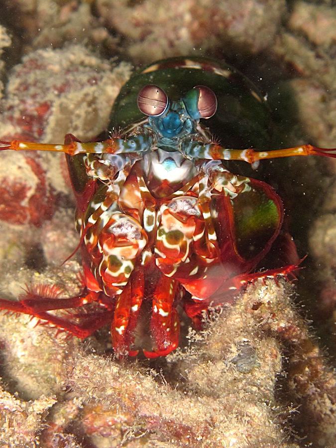 Mantis shrimp, atau udang cengcorang sangat melindungi sarangnya dari satwa laut lain | Foto: Wisuda
