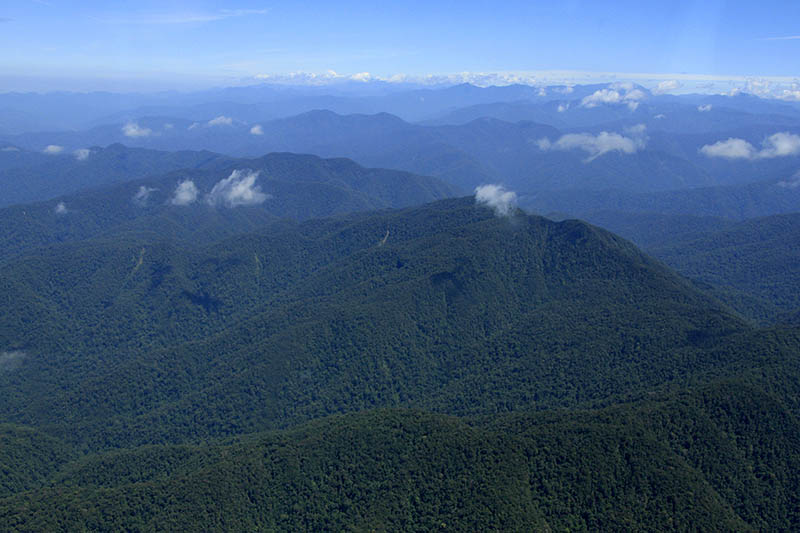 Kawasan Ekosistem Leuser yang merupakan hutan mengagumkan di Sumatera | Foto: Junaidi Hanafiah/Mongabay Indonesia