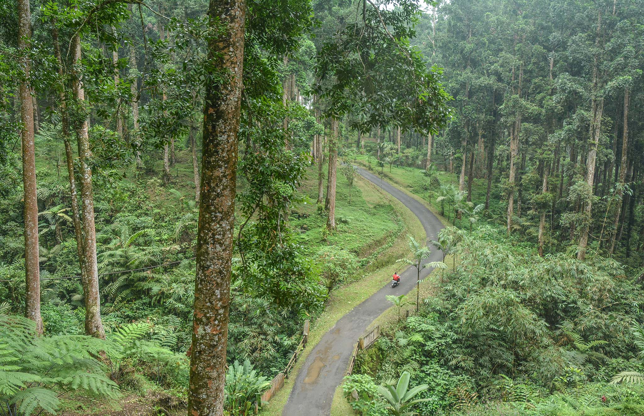 Kawasan hutan yang sejuk di Wana Wisata Baturraden, Banyumas | Foto: L Darmawan