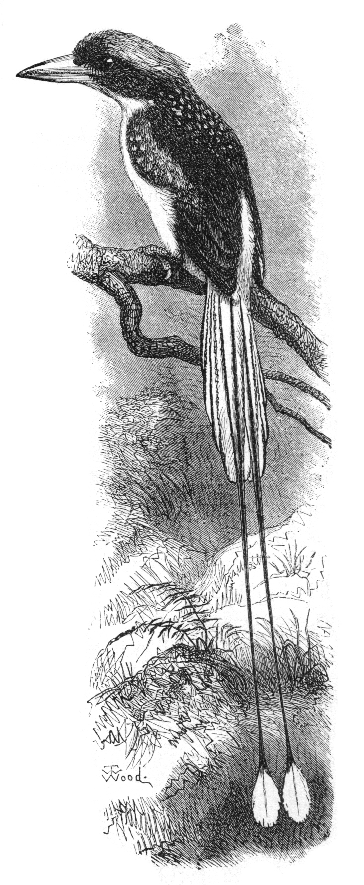 Common paradise-Kingfisher atau cekakak-pita biasa ini di Buku The Malay Archipelago dituliskan sebagai burung yang begitu menawan | Sumber: The Malay Archipelago/Ilustrator: Thomas Wood/Copyright: Public Domain