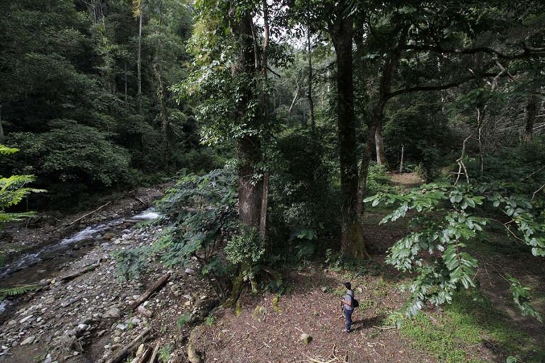 Foto Indahnya Leuser Hutan Alami yang Harus Kita Foto Indahnya Leuser Hutan Alami yang Harus Kita