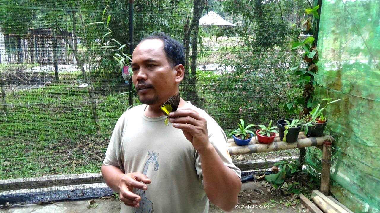 Dedi Afrianto, pemilik peternakan kupu-kupu di Sibolangit. Foto: Ayat S Karokaro/ Mongabay Indonesia