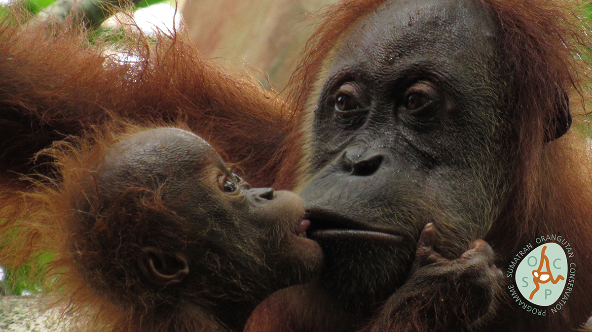 Marconi, orangutan yang dilepasliaikan pada 2011, terpantau bersama bayi jantannya pada 11 September 2017 | Foto: SOCP