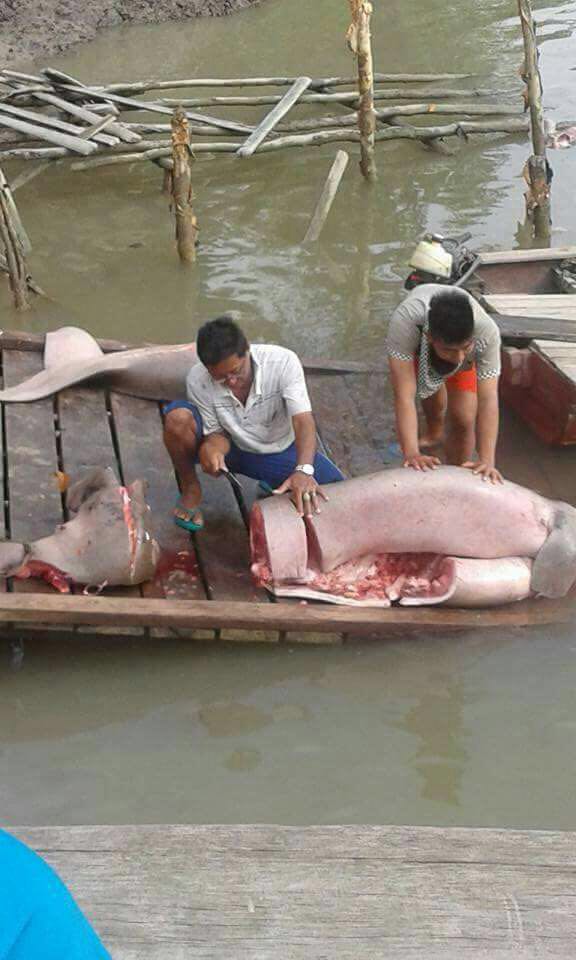 Jokowi Ikan  Putri Duyung  Hanya Cerita Begini 20 Fakta 