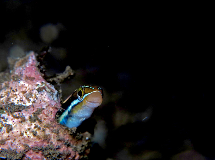 Ikan blenny yang bisa ditemui di perairan Pulau Siau, Kabupaten Kepulauan Siau Tagulandang Biaro (Sitaro), Sulawesi Utara | Foto: Wisuda/Mongabay Indonesia