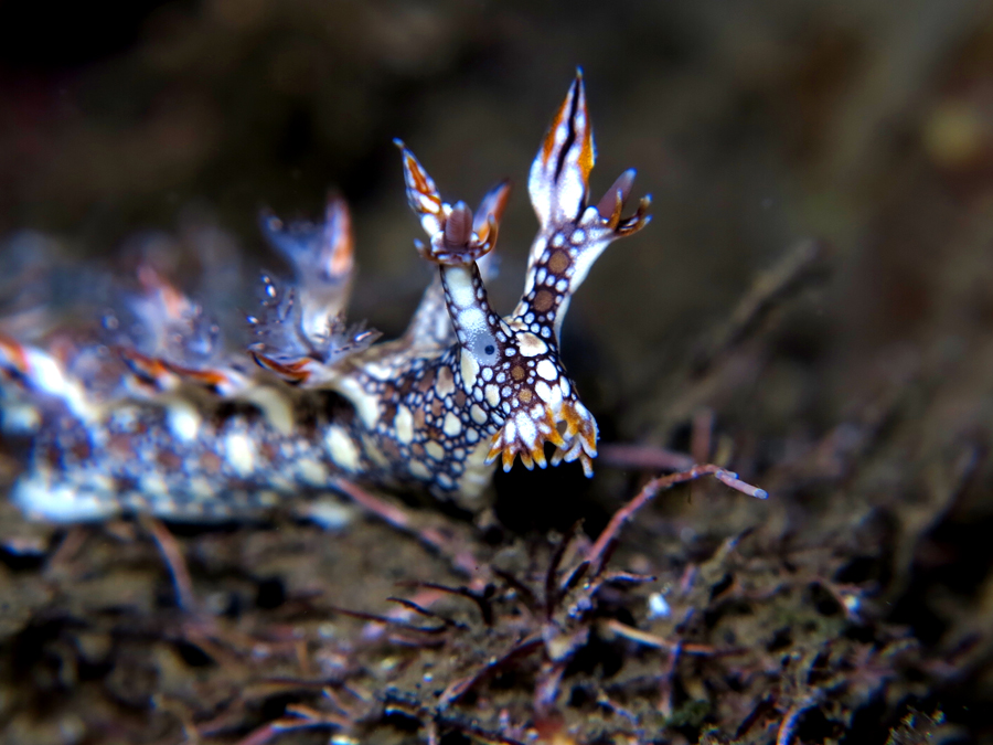 Bornella anguilla, salah satu kelinci laut (sea rabbit) atau nudibranch yang dijumpai di perairan Pulau Siau, Kabupaten Kepulauan Siau Tagulandang Biaro (Sitaro), Sulawesi Utara. Foto : Anton Wisuda/Mongabay Indonesia