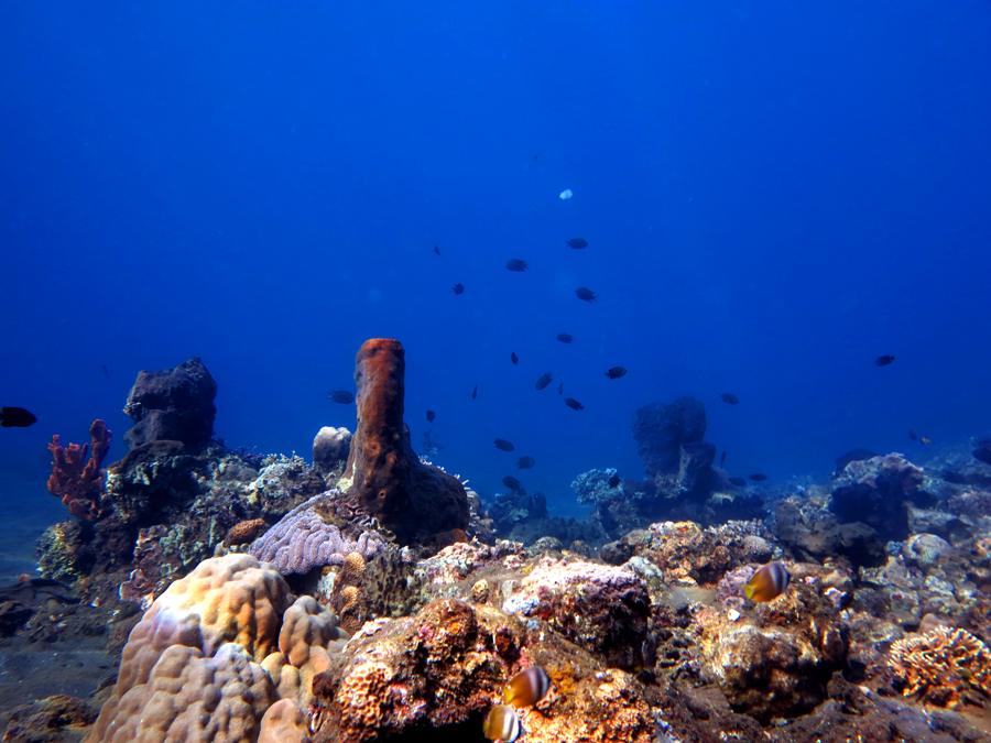 Indahnya terumbu karang dan biota laut di perairan Pulau Siau, Kabupaten Kepulauan Siau Tagulandang Biaro (Sitaro), Sulawesi Utara | Foto: Wisuda/Mongabay Indonesia