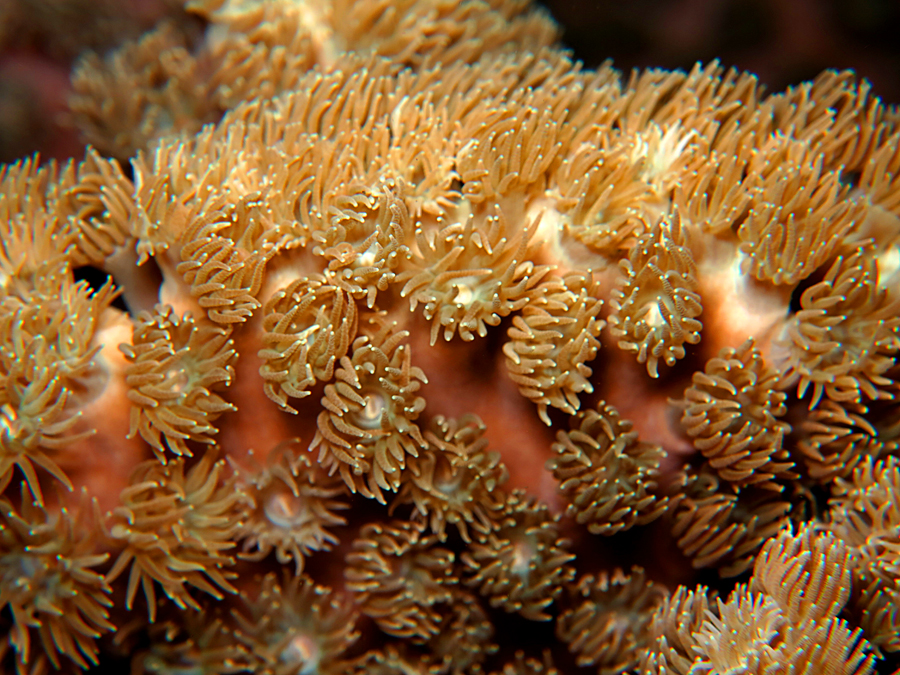 Salah satu soft coral di perairan Pulau Siau, Kabupaten Kepulauan Siau Tagulandang Biaro (Sitaro), Sulawesi Utara | Foto: Wisuda/Mongabay Indonesia