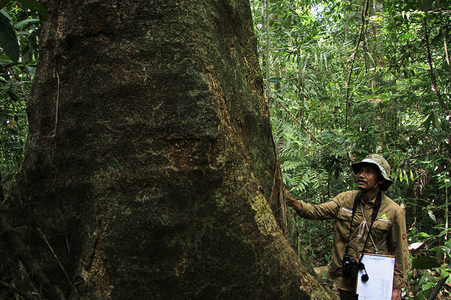 Ibrahim dberi gelar Profesor oleh para peneliti dan pegiat lingkungan di Leuser karena kemampuannya yang luar biasa akan tumbuhan dan satwa liar di Leuser | Foto: Junaidi Hanafiah/Mongabay Indonesia