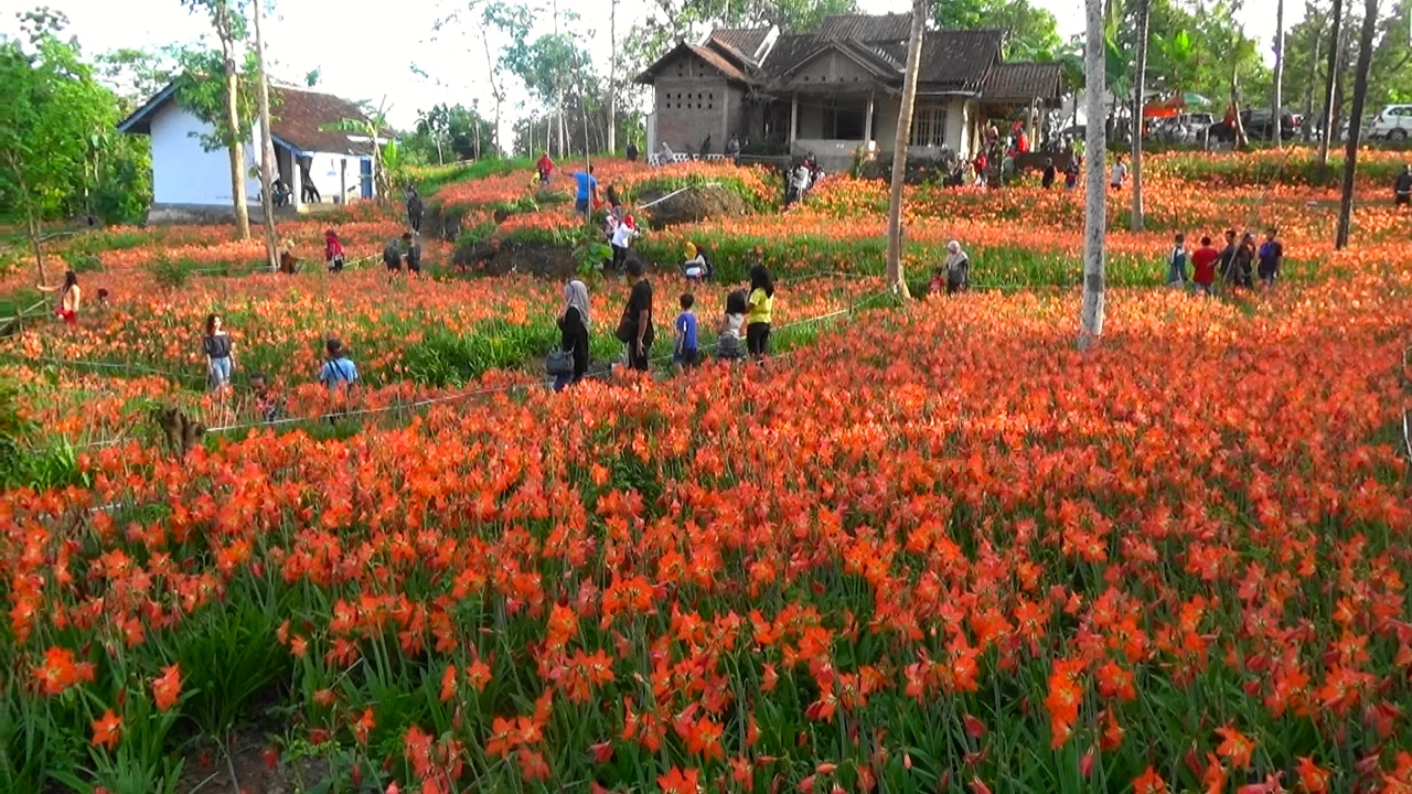 Rumah Sukadi, di kelilingi amarilis nan indah. Dulu gulma bagi petani, kini incaran warga. Foto: Nuswantoro/ Mongabay Indonesia