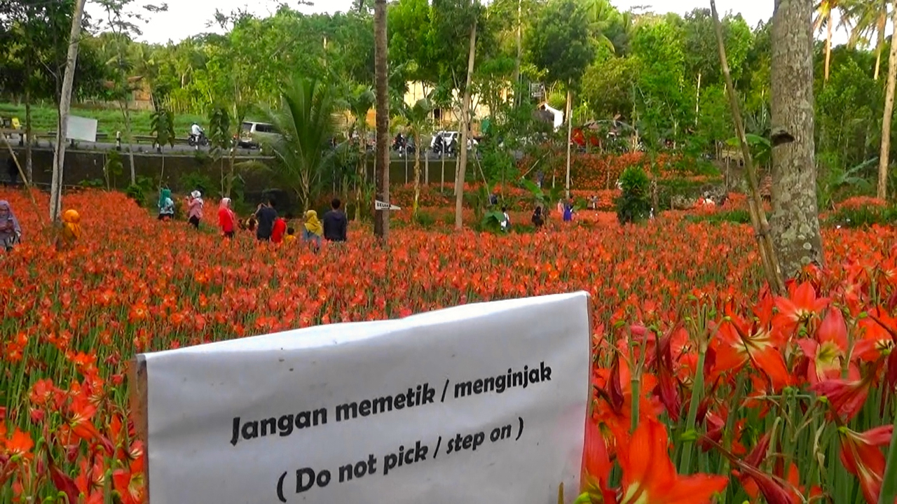 Ajakan tertera di taman amarilis, agar tak memetik dan tak menginjak bunga. Foto: Nuswantoro/ Mongabay Indonesia