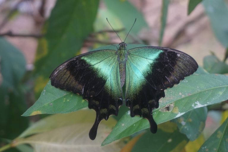 Mengagumi Kupu kupu Barong Raksasa Cantik Endemik Bali 