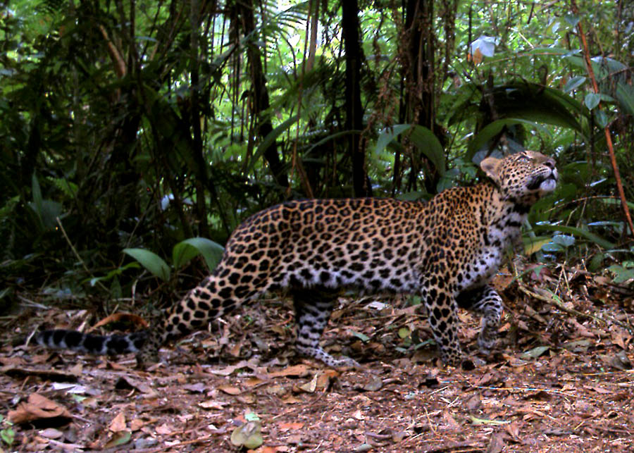 Turun Status Jadi Taman Wisata Alam, Apakah Pengelolaan Kamojang-Papandayan Akan Lebih Baik? - Mongabay.co.id : Mongabay.co.id