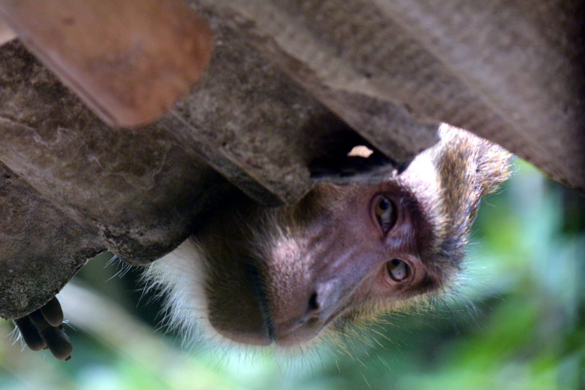 Ahli Primata Video Monyet Pangkas Rambut Ini Sungguh