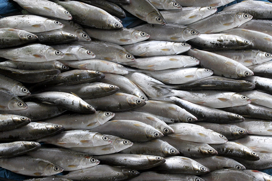 Ikan merupakan sumber kehidupan utama nelayan tradisional. Foto: Junaidi Hanafiah/Mongabay Indonesia