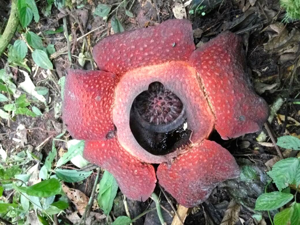 Belasan Bunga Rafflesia Muncul di Cagar Alam Maninjau  