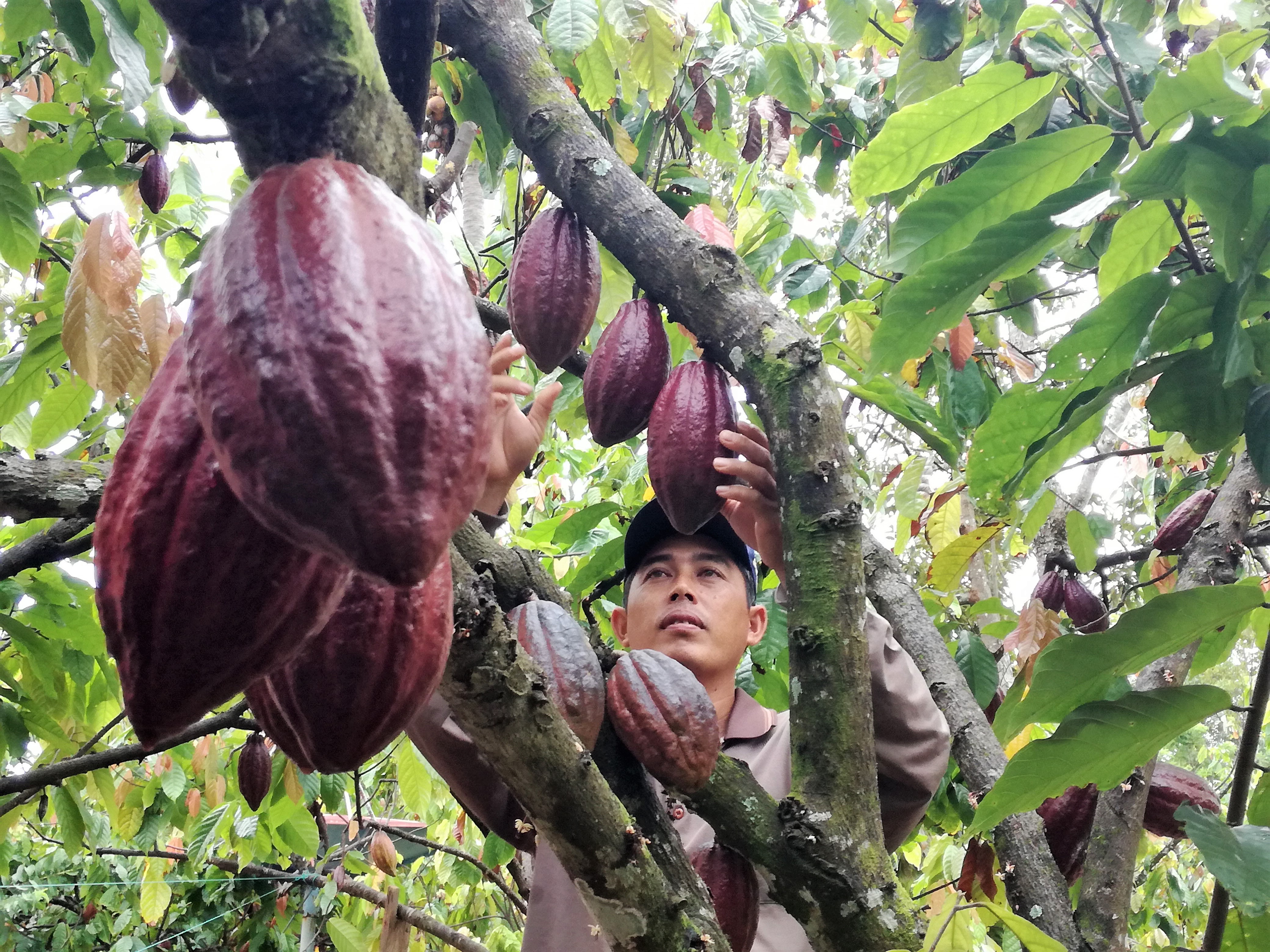 Asep Ruhli Hakim, petani dari Luwu Timur, Sulsel, sempat putus asa dengan kondisi kebun kakaonya yang rusak berat akibat serangan hama PBK dan VSD. Melalui keikutsertaannya dalam pelatihan dan Cocoa Doctor ia berhasil mengembalikan kejayaan kakao di daerahnya. Foto: Wahyu Chandra/Mongabay Indonesia