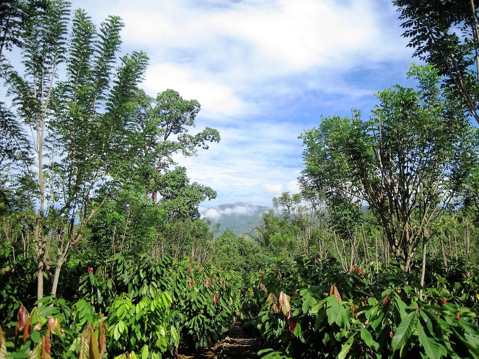 Kakao adalah salah satu komoditas unggulan Sulsel dengan potensi pengembangan yang cukup besar. Berbeda dengan komoditas pertanian lain, kakao cenderung tidak mengenal musim, dengan produksi mulai umur dua tahun dan satu pohon bisa menghasilkan minimal 40 kg kakao kering | Foto: PT MSI/Khomeini/Mongabay Indonesia