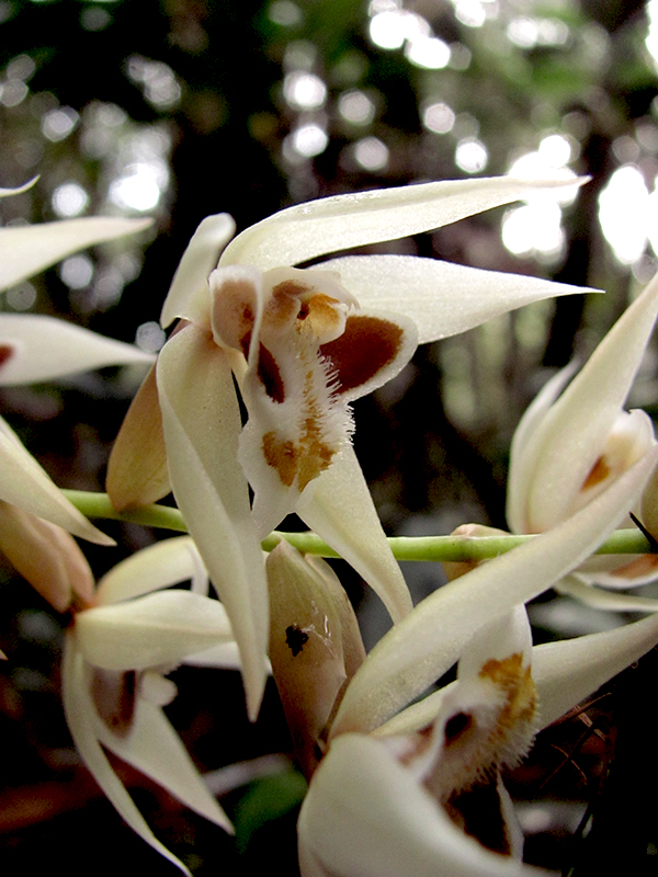 Coelogyne sp. tumbuhan jenis baru di Batang Toru yang masih tahap identifikasi ilmiah | Foto: Yayasan Ekosistem Lestari (YEL)/ Mongabay