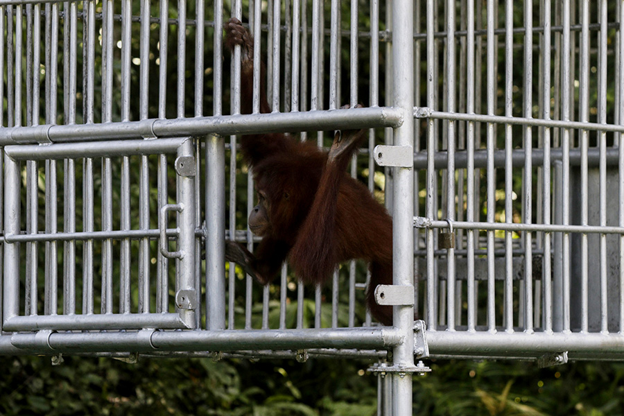 Direktur Kawasan Konservasi Direktorat Jenderal Konservasi Sumber Daya Alam dan Ekosistem, KLHK, Suyatno Sukandar, tampak membuka kandang untuk melepasliarkan Diana ke habitat aslinya | Foto atas dan bawah: Junaidi Hanafiah/Mongabay Indonesia