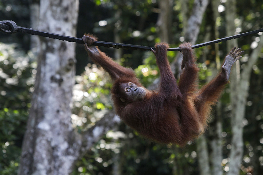 Diana yang kini hidup di rumah barunya, Cagar Alam Jantho, Aceh Besar, Aceh | Foto: Junaidi Hanafiah/Mongabay Indonesia