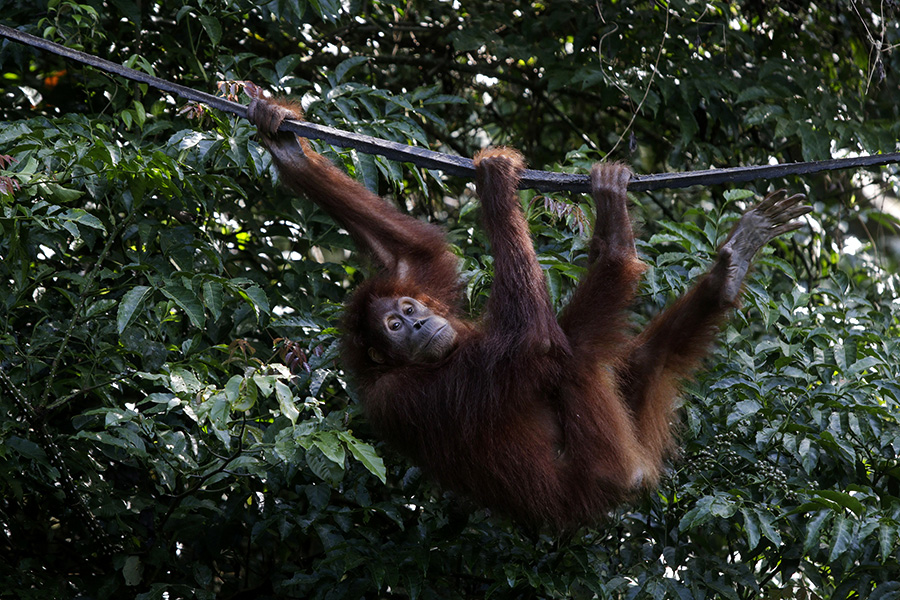 Tiga tahun Diana diajarkan untuk hidup mandiri, agar berkembang di habitat aslinya, hutan. Foto atas dan bawah: Junaidi Hanafiah/Mongabay Indonesia