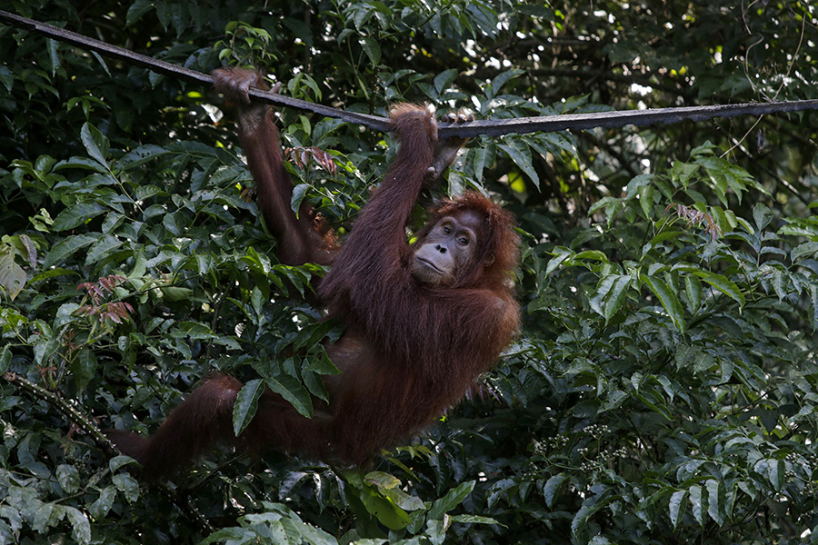 Diana, orangutan yang dilepasliarkan di Cagar Alam Jantho, Kabupaten Aceh Besar, Aceh, pada 22 Desember 2017. Foto: Junaidi Hanafiah/Mongabay Indonesia