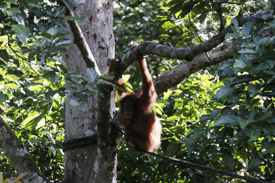 Diana diharapkan bisa memulai hidup barunya secara mandiri di Cagar Alam Jantho, bersama 103 individu orangutan lainnya | Foto atas dan bawah: Junaidi Hanafiah/Mongabay Indonesia