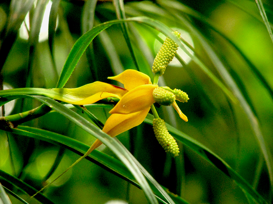 Tumbuhan Freycinetia angustifolia. | Foto: Yayasan Ekosistem Lestari/Mongabay
