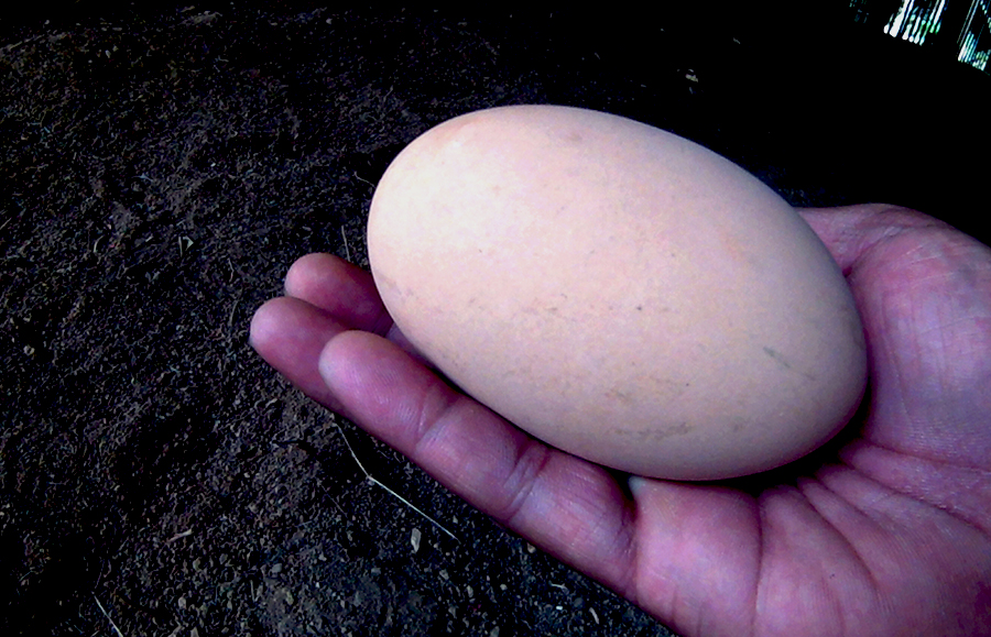 Telur maleo yang ukurannya sebesar telapak tangan orang dewasa | Foto: Hanom Bashari