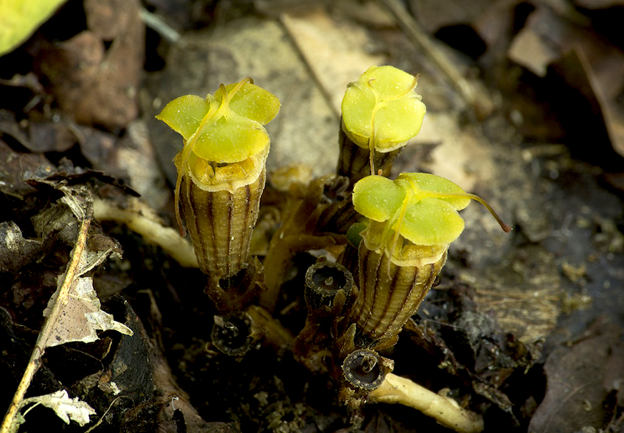 Tumbuhan Thismia sp. | Foto: Yayasan Ekosistem Lestari/Mongabay