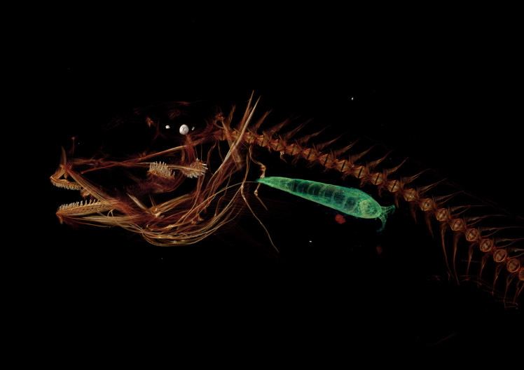 Mariana Snailfish, Ikan Transparan Jenis Baru yang Hidup di Dasar Laut :  Mongabay.co.id