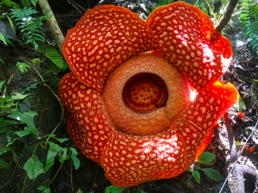 Rafflesia tuan mudae mekar di Cagar Alam Maninjau 17 desember 2017. Diameter bunga ini mencapai 107 sentimeter, terbesar dari yang pernah ditemukan baik di Indonesia maupun di negara yang pernah tumbuh rafflesia seperti Malaysia dan Filipina | Foto: Vinolia/ Mongabay Indonesia
