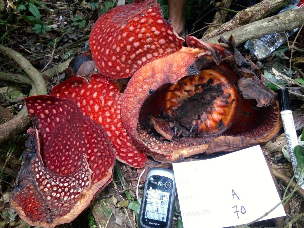 Rafflesia tuan mudae mekar di Cagar alam Maninjau pada 24 Oktober 2017. Sejak Oktober 2017, tercatat sudah enam bunga mekar | Foto :Ade Putra/ BKSDA Sumbar