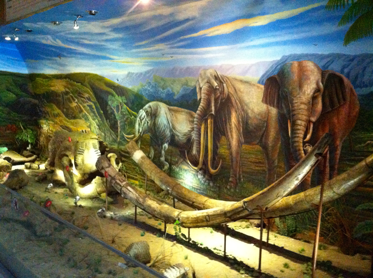 Gading gajah purna dan lukisan tiga jenis gajah yang pernah ada di Sangiran. Foto: Nuswantoro/ Mongabay Indonesia 