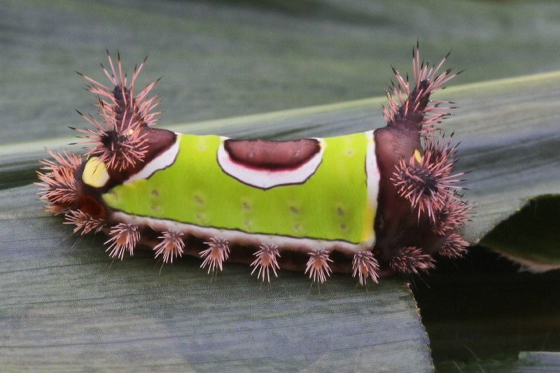 Ini 6 Ulat dengan Racun yang Berbahaya, dan Bahkan Mematikan -  Mongabay.co.id : Mongabay.co.id