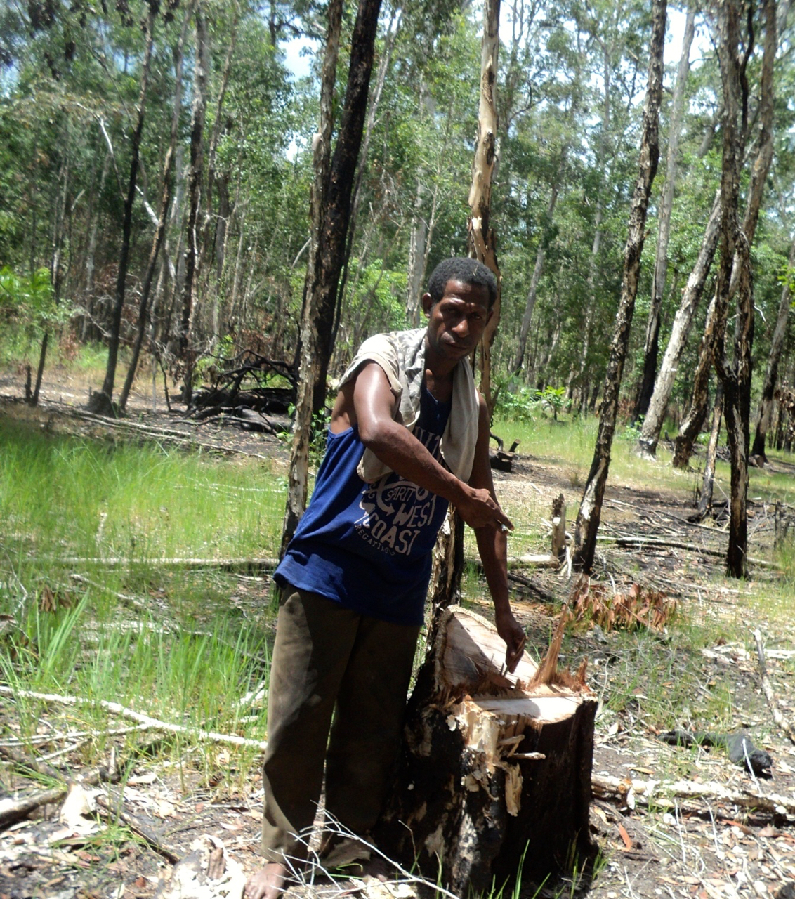 Gambar Orang Menebang Pohon Di Hutan - Gambar Bagian Tumbuhan