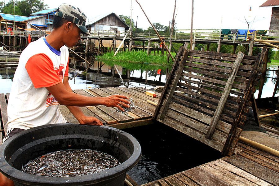 Nelayan melempar ikan bilis hasil tangkapan dengan menggunakan warin atau alat jaring ke dalam keramba apung berisi ikan toman di Dusun Batu Rawan, Desa Nanga Leboyan, Kecamatan Selimbau, Kapuas Hulu. Foto: Hs Poetra