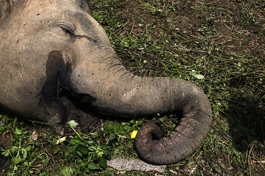 Download 95+ Gambar Gajah Yang Berdarah Paling Bagus HD
