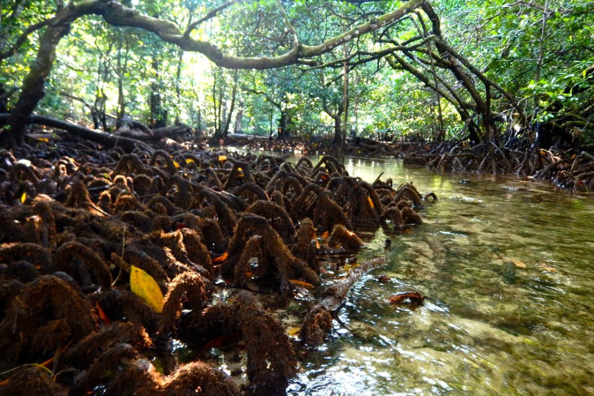Mangrove yang sehat yang ada di Pulau Auki | Foto: Ridzki R Sigit/Mongabay Indonesia