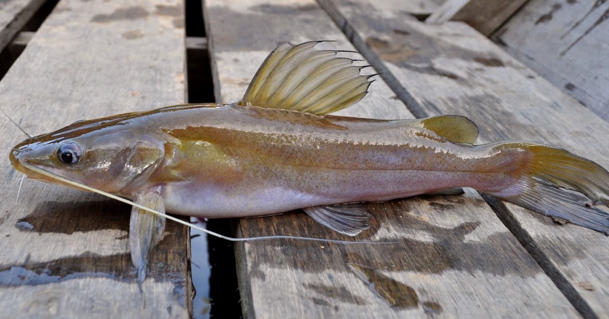 Ikan baung, salah satu ikan tawar endemik Sumatera | Foto : agrowindo