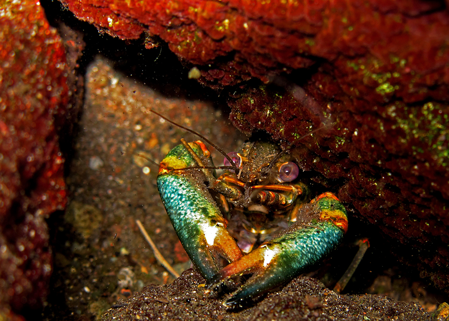Crayfish atau lobster air tawar di Uluna, Danau Tondano, Minahasa, Sulut | Foto: Wisuda/Mongabay Indonesia