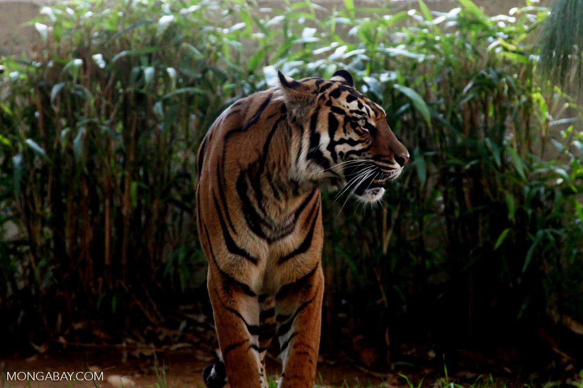 Harimau sumatera | Foto: Rhett Butler/Mongabay.com