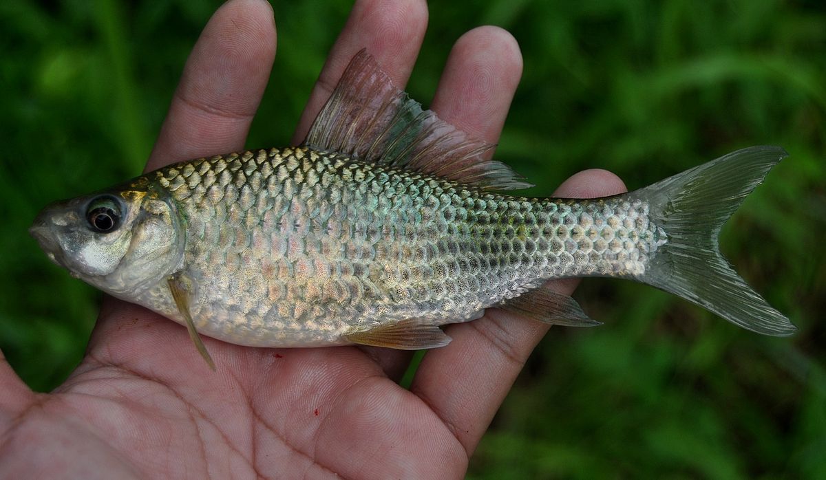 Ikan nilem, salah satu ikan tawar endemik Sumatera | Foto : wikipedia