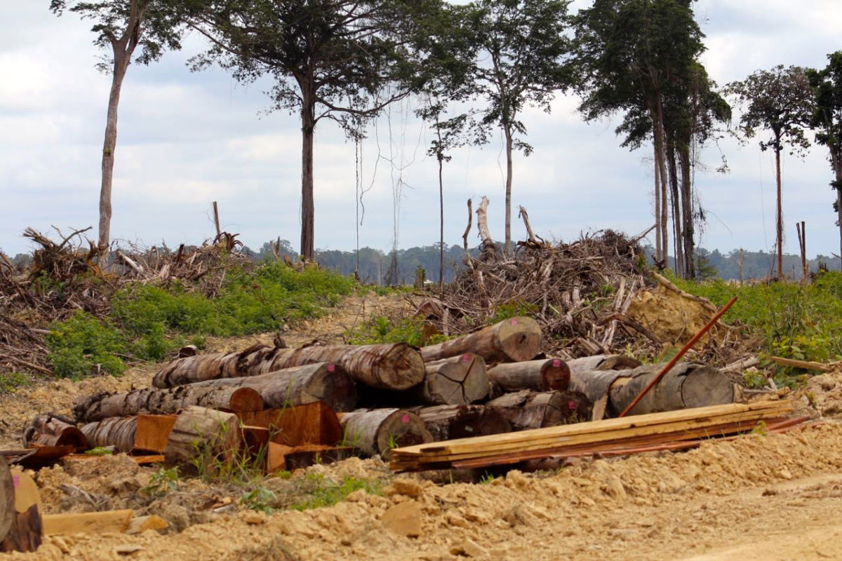 Hutan adat di Sorong, Papua, terbabat perusahaan untuk kebun sawit. Foto: Pemuda Mahasiswa Iwaro