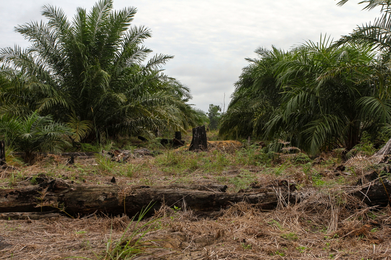 Land cleared for oil palm cultivation in Tesso Nilo National Park. Image by Rony Muharram/Mongabay Indonesia.